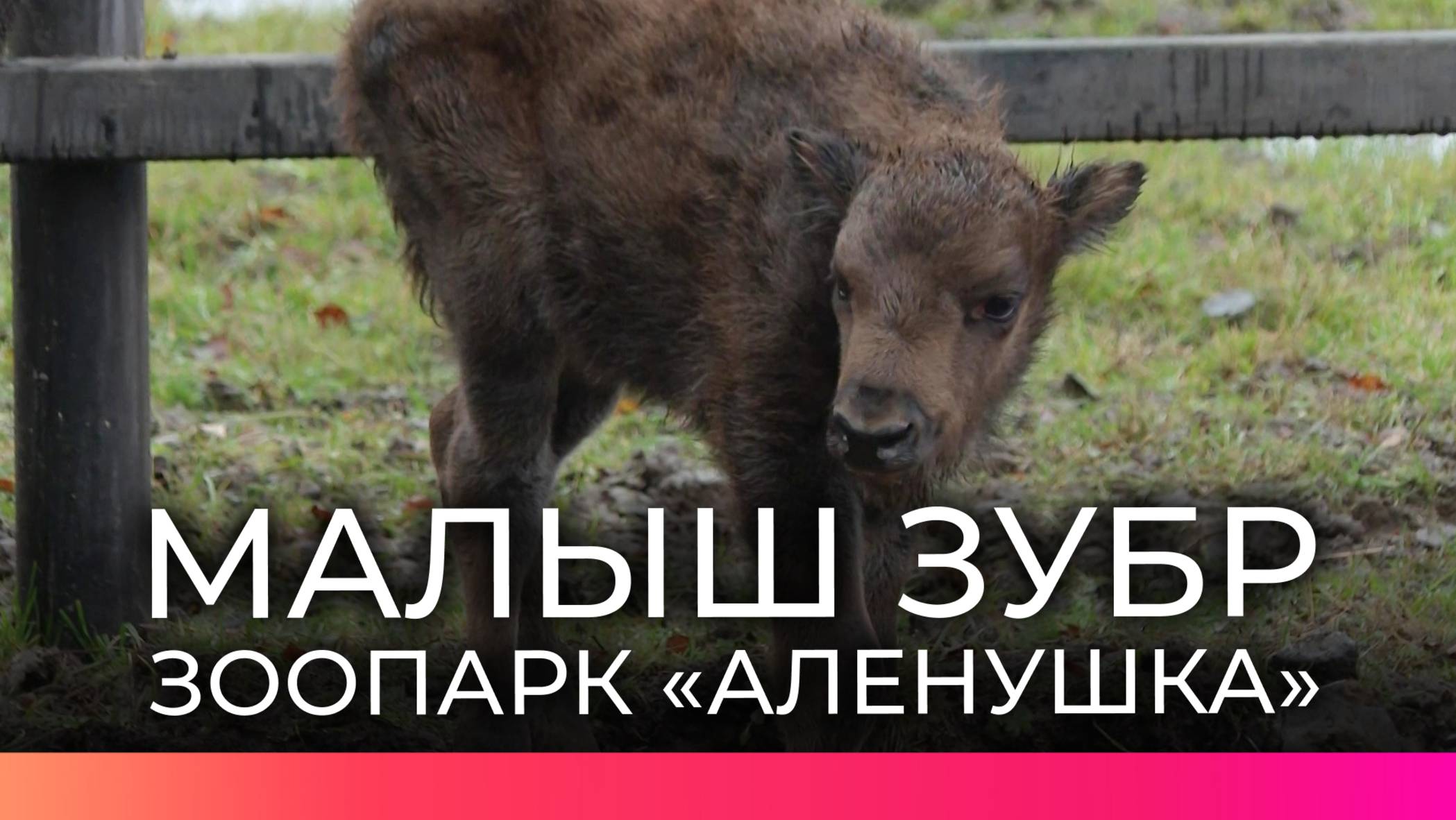 В Окуловке сотрудники и посетители зоопарка наблюдают за первыми днями жизни детёныша зубра