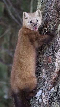 ИИ понтуетса.искуство нэта вы интэрнэта😉🤣