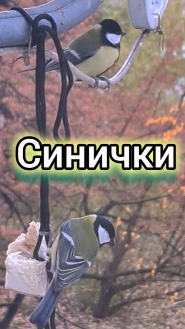 Птички Синички. Сало надо перепрятать