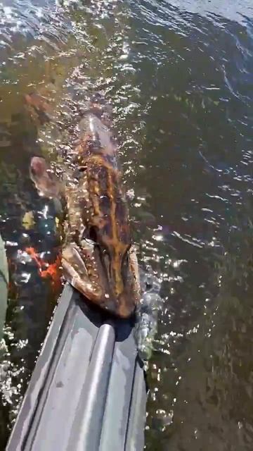 Щучья хватка 💪