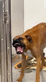 Хорошая собака 😂😂
подписывайтесь на перчик🌶🌶 тут всё для хорошего настроения☺☺☺