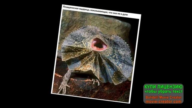 А вот теперь уже НОРМАЛЬНЫЕ животные.