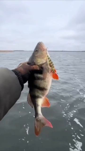 Окунь на воблер 🐟