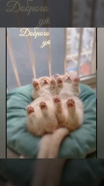 Доброе утро #доброеутро #благодарность