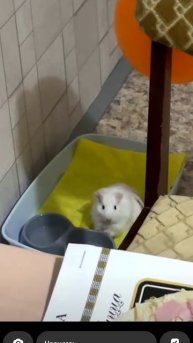 Что в голове у этой свинки? Пишите версии в комментариях!