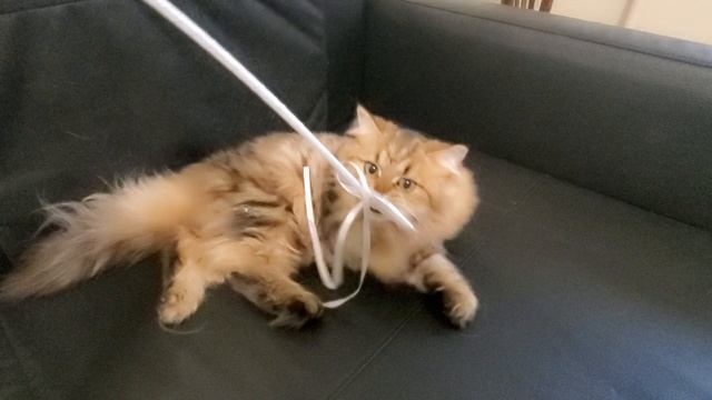 Миачка 06.10.2025 из Mon Angel