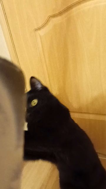 Пушистик играет# ❤