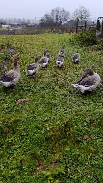 Утро в деревне 🏡