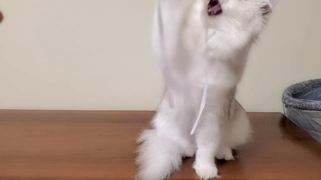 Бьянка 06.10.2025 из Mon Angel