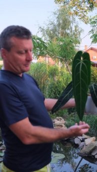 Anthurium Warocqueanum (антуриум варока)