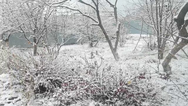 1 ноября 2025 в Тюмени