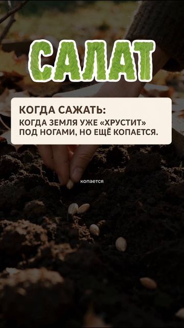 Посадка под зиму: что и как? #морковь #салат #сад #урожай