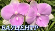 №1137/ СВЕЖАЯ поставка ОРХИДЕЙ в БАУЦЕНТРЕ. Новогодние УКРАШЕНИЯ