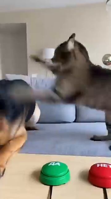 Костроция Барсика))))