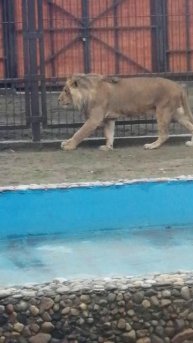 В мире животных Выпуск 28