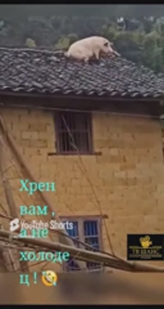 Пипец !!! Холодец сбежал... ))) #улетноевидео #смешно #шутники #приколы #юмор #шутки #юморина #смех