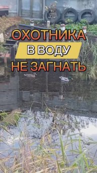 Охотника в воду не загнать 🐕😅