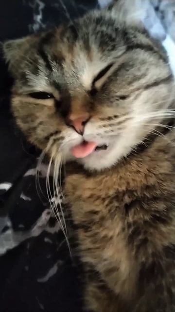 #кошка #питомец #любовь #животные #жизнь Лайк моей бусинки 😻