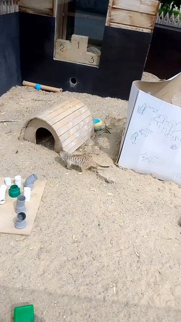 Сурикаты!!! (пж подпишись или поставь лайк!)