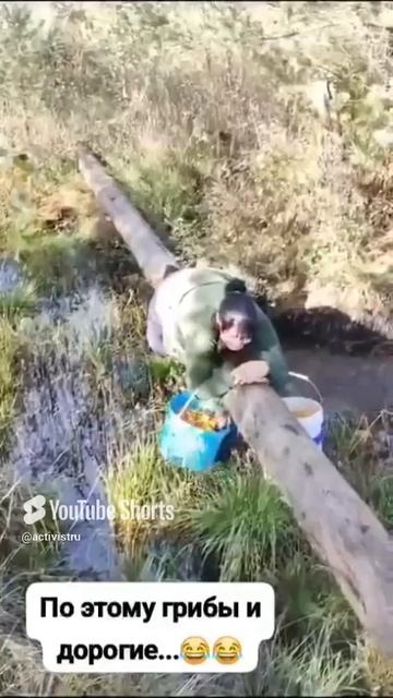 Причины подорожания грибов в России! #грибы #грибники #круто #экстрим #ужас #страшно #кошмар