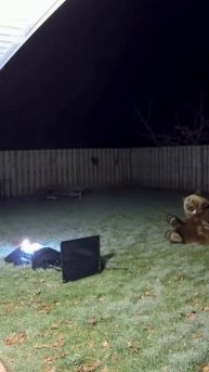 Медведь и пугало