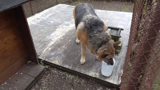 Лакаем воду