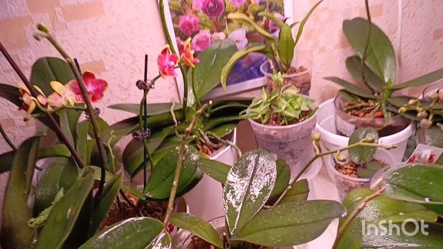 Клевер Для орхидей ☘️☘️🍀так приятно смотреть на цветущие орхидеи когда на улице фу у у 🌧☔
#орхидея