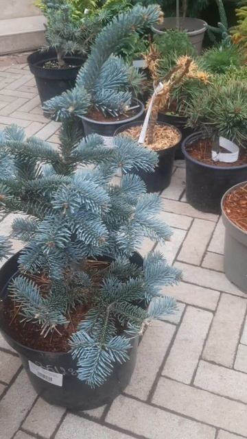 ❤🌲Пихта Субальпийская Аризоника
✔Продажа растений в телеграм канале:
https://t.me/love_is_hvoiny_dvo