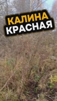 Калина красная 💯👍