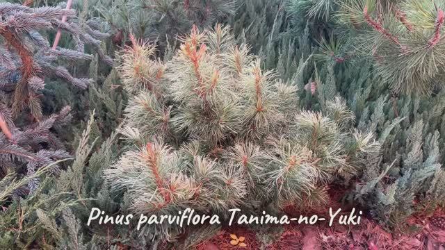 Pinus parviflora Tanima-no-Yuki