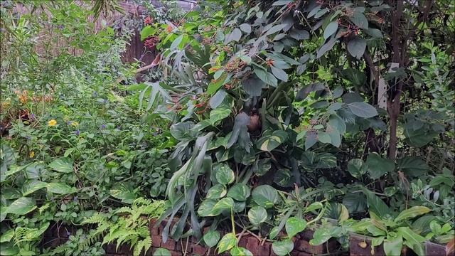 мир бабочек