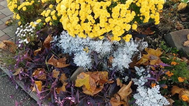 30=10=2025 СОЛНЕЧНЫЙ ОСТРОВ. КРАСНОДАР (139)