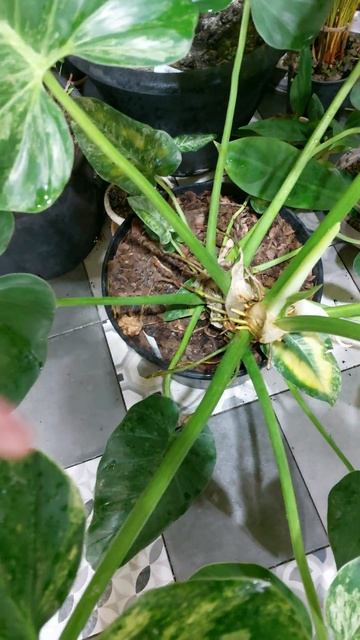 Philodendron Giganteum Variegata