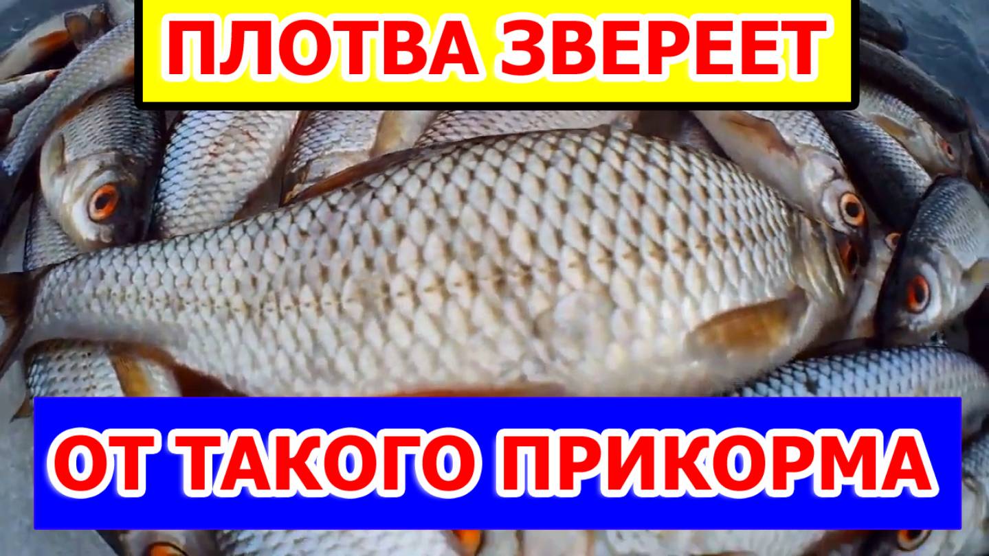 Зимняя рыбалка на плотву, Рыбалка зимой на мормышку в палатке с топовой прикормкой