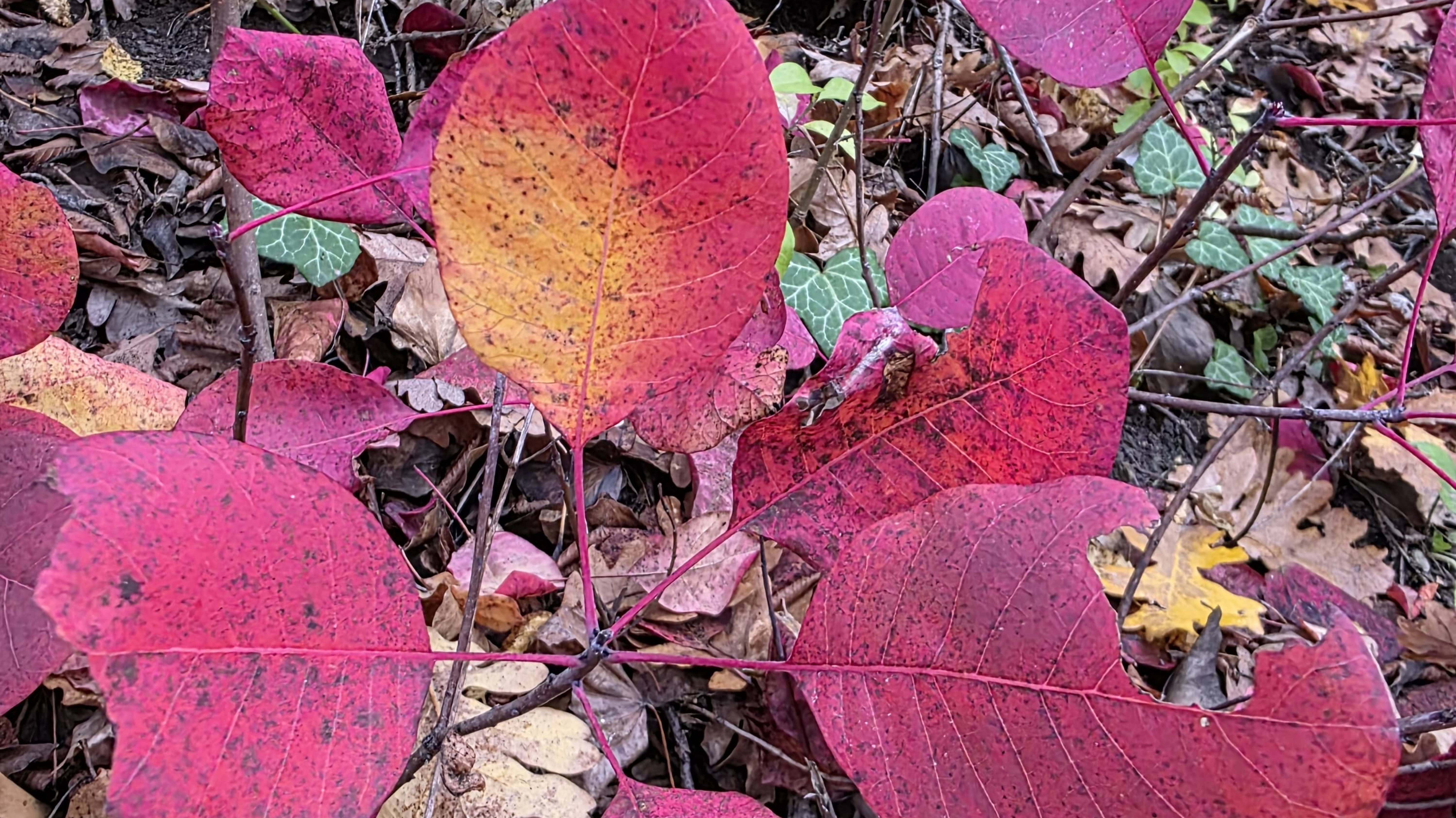 ОСЕНЬ В ЛЕСУ