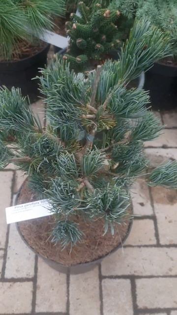 ❤🌲Сосна мелкоцветковая Беран
✔Продажа растений в телеграм канале:
https://t.me/love_is_hvoiny_dvor