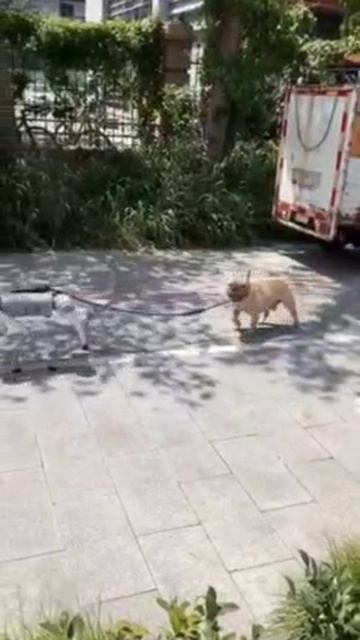 Кто из них собака?