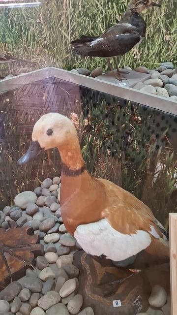 Чучела птиц в Краеведческом Музее, Камышин❤️#музей #птицы #краеведение