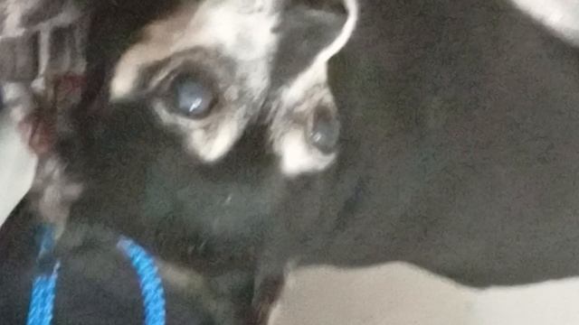 бешем собаку друга чек