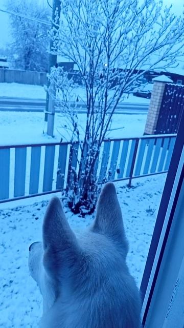 Щенок впервые видит снег