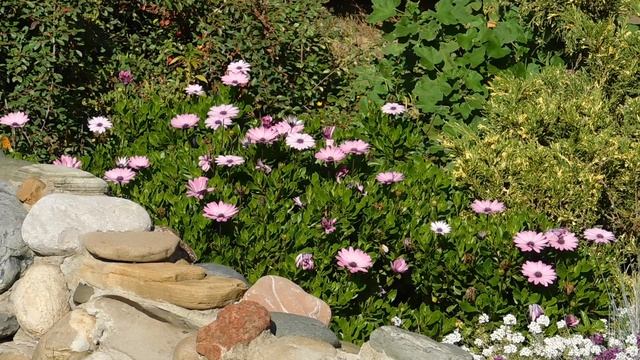 30=10=2025  СОЛНЕЧНЫЙ ОСТРОВ. КРАСНОДАР  (144)