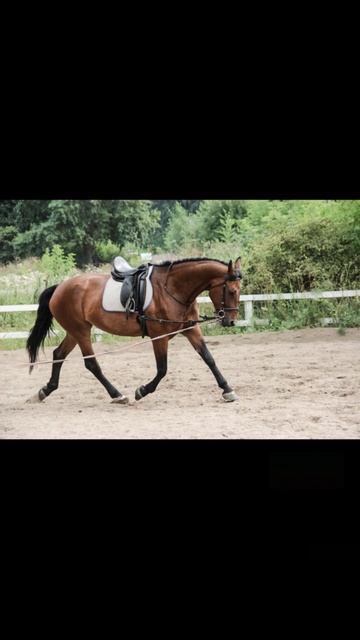 Поёт Николай Сличенко.