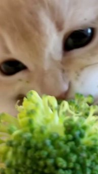 asmr котик ест брокколи