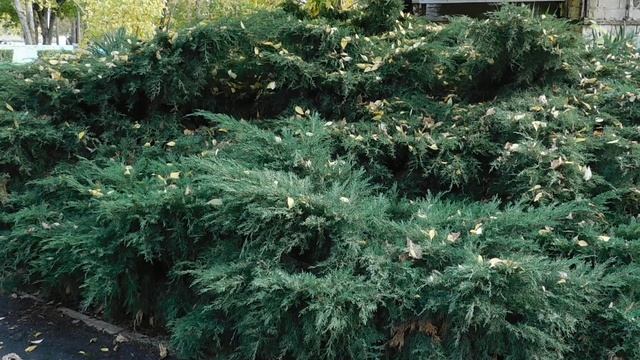 30=10=2025 СОЛНЕЧНЫЙ ОСТРОВ. КРАСНОДАР (124)