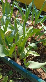 Тюльпаны на даче