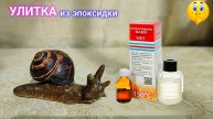 Улитка из эпоксидки.