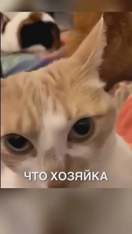 Злой котик 😂 #коты #история #животные #shorts #приколы