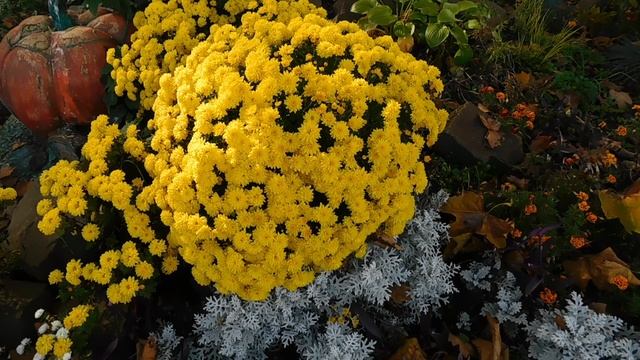 30=10=2025  СОЛНЕЧНЫЙ ОСТРОВ. КРАСНОДАР  (138)