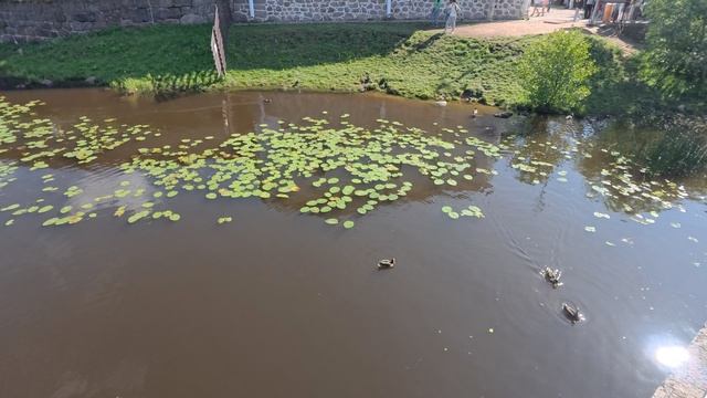 Выборг. VID_20250809_104814_052