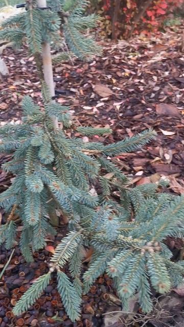 Ель черная Ауреявариагата / Picea mariana Aureovariegata/ Aurea в900ш200 01.10.2025 Ленобласть